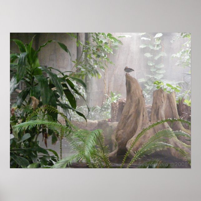 Jungle Anka Poster (Framsidan)