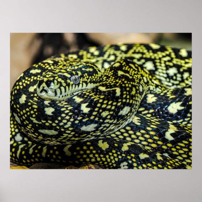 Jungle Carpet Python Snake Poster (Framsidan)