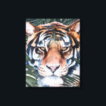 Jungle Cat - Tiger Canvastryck<br><div class="desc">Jungle Cat I av Jennifer Paxton Parker. Den här konsten har en täta tiger i en mjuk konst i stil. | 164728Z</div>
