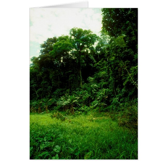 Jungle / Crokodile Alley Hälsningskort (Framsidan)