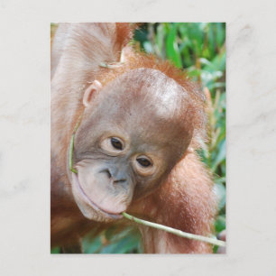 Jungle Dental Floss Orangutan på ön Borneo Vykort