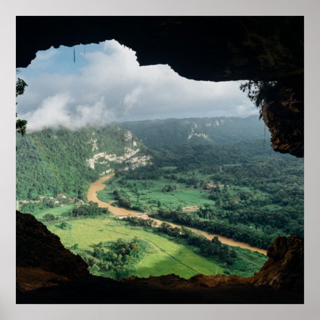 Jungle-fönster Poster (Framsidan)