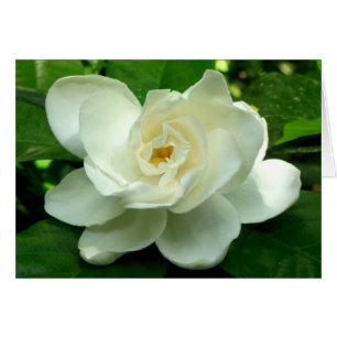 Jungle Gardenia Hälsningskort