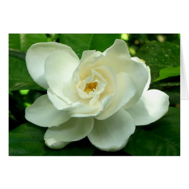 Jungle Gardenia Hälsningskort (Framsidan Horizontal)
