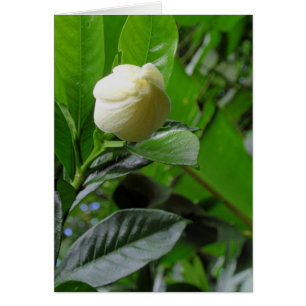 Jungle Gardenia Hälsningskort