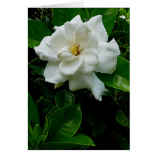 Jungle Gardenia Hälsningskort