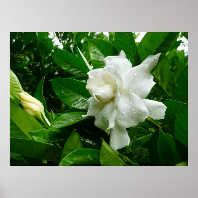 Jungle Gardenia Poster (Framsidan)