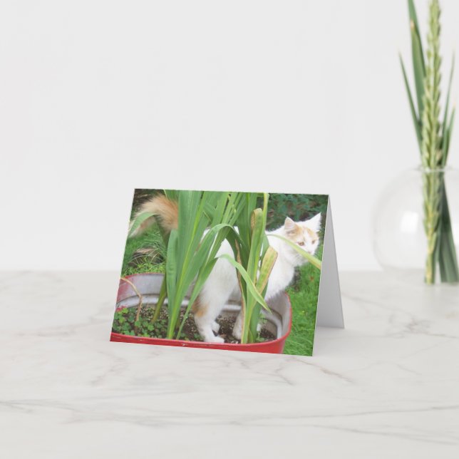 JUNGLE KATTUNGE-LYCKLIG 30:e SYRRAN Kort (Framsida)