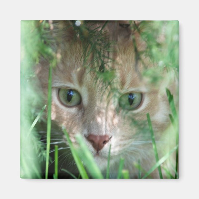 Jungle Legend Magnet (Framsidan)