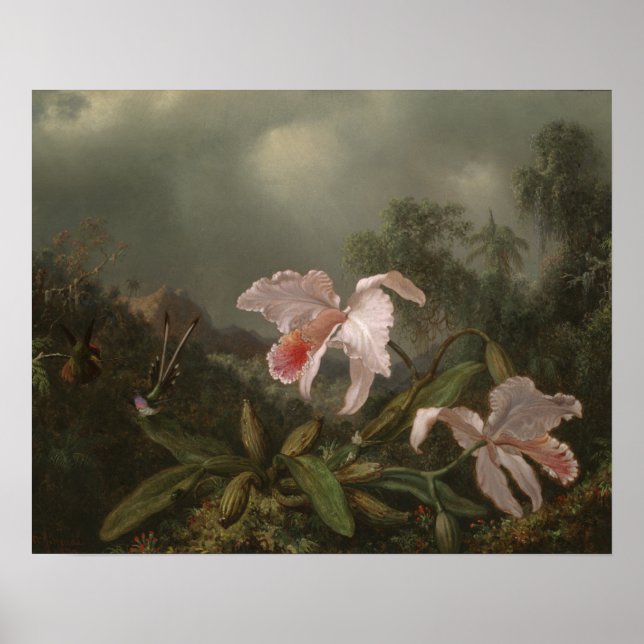 Jungle Orchids och Hummingbird Poster (Framsidan)