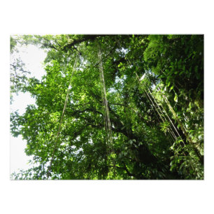 Jungle Ropes Rainforest Photography Fototryck