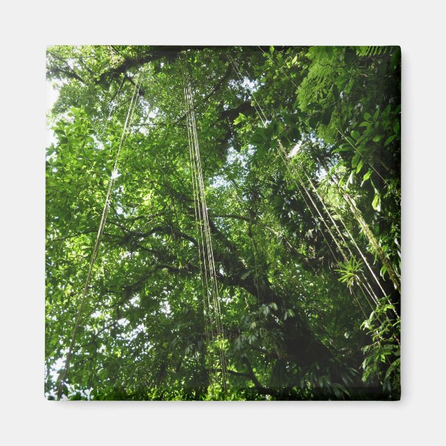 Jungle Ropes Rainforest Photography Magnet (Framsidan)