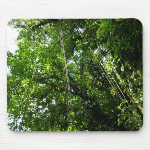 Jungle Ropes Rainforest Photography Musmatta