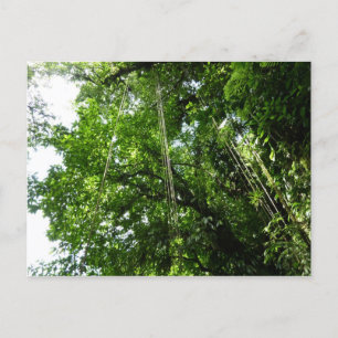 Jungle Ropes Rainforest Photography Vykort
