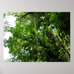 Jungle Ropes Tropical Rainforest Photography Poster