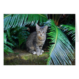 Jungle Tabby Kitten Card Hälsningskort