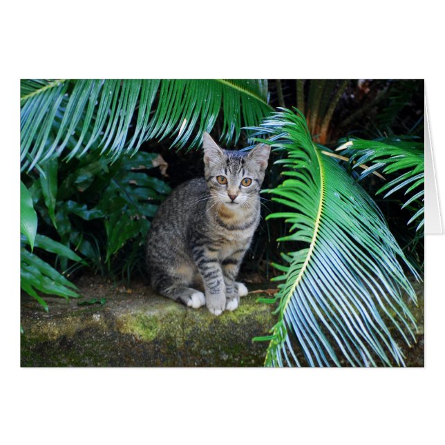 Jungle Tabby Kitten Card Hälsningskort (Framsidan Horizontal)