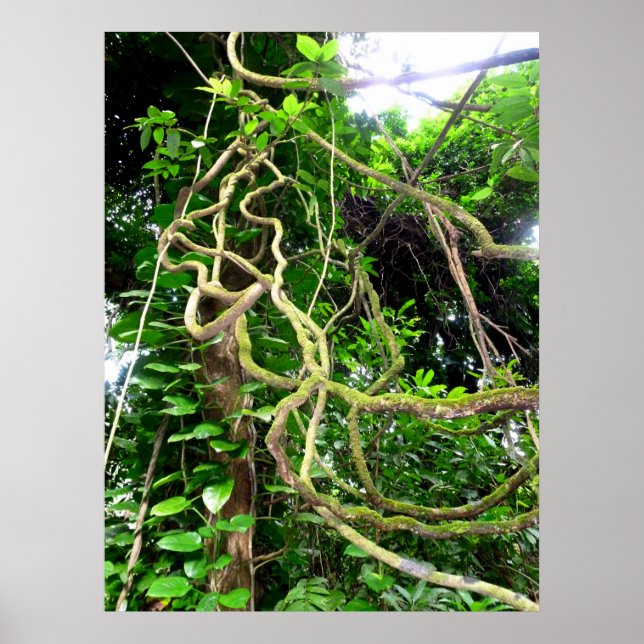 Jungle vines poster (Framsidan)