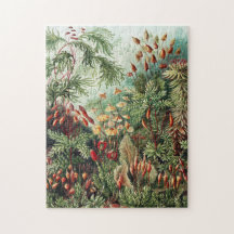 Jungle Wilderness Jungle Vintage