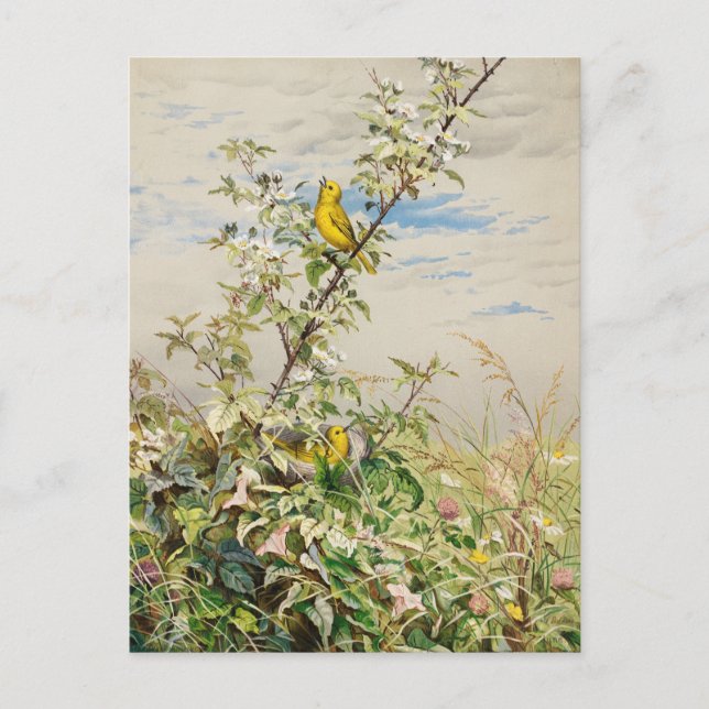 Juni | Fidelia Bridges Vykort (Framsida)