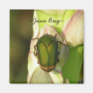 Juni kryp magnet