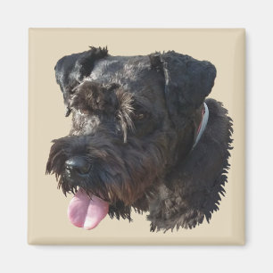 Junior schnauzeren, magnet