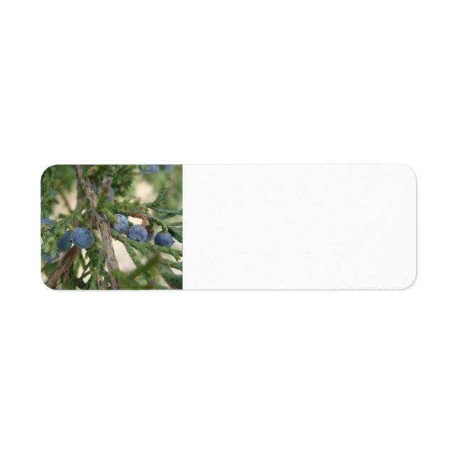 Juniper Berry Adressetiketters Returadress Etikett (Framsidan)