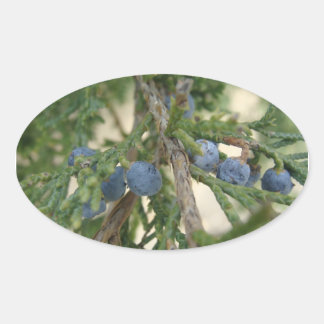 Juniper Berry Stickers Ovalt Klistermärke