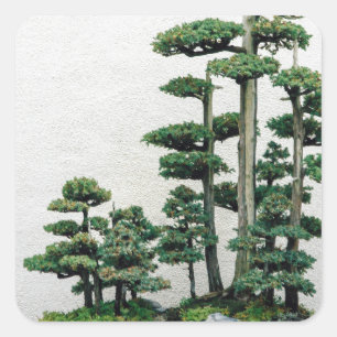 Juniper Bonsai Forest Fyrkantigt Klistermärke