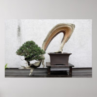 Juniper Bonsai