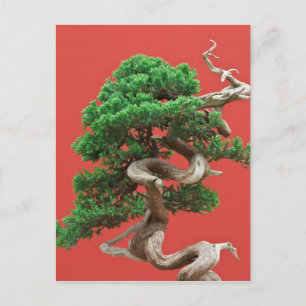 Juniper bonsai vykort