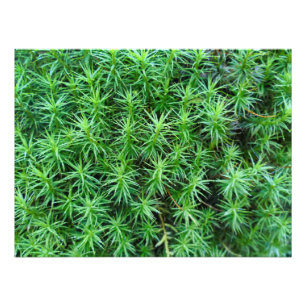 Juniper Hair Cap Moss Fototryck