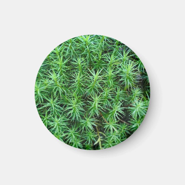 Juniper Hair Cap Moss Magnet (Framsidan)
