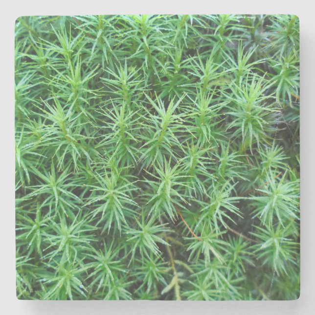Juniper Hair Cap Moss Stenunderlägg (Framsidan)