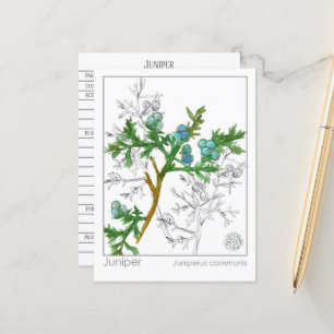 Juniper Materia Medica Monograph Herbal Study Vykort