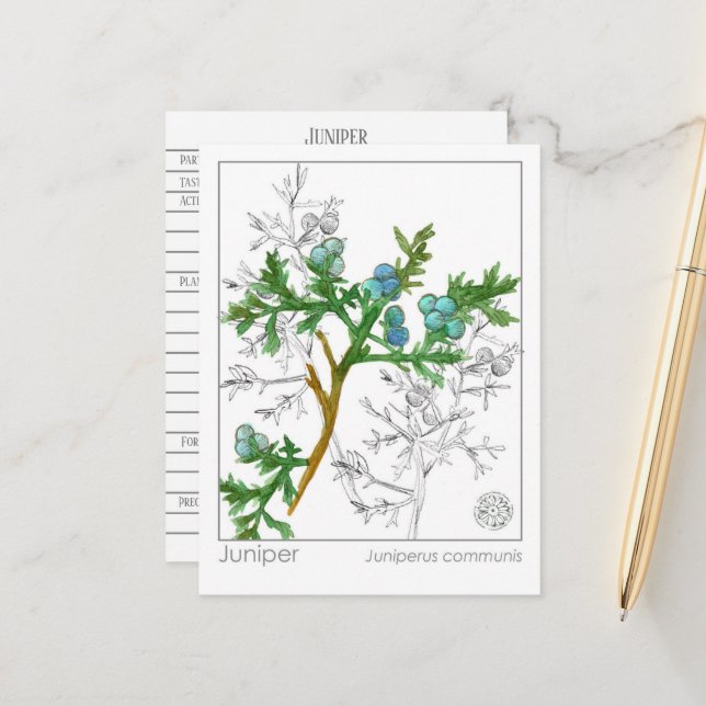 Juniper Materia Medica Monograph Herbal Study Vykort (Fram/Back In Situ)
