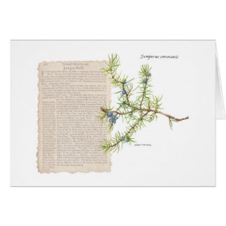 Juniper med historisk beskrivning av dess användor hälsningskort