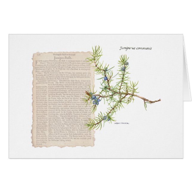 Juniper med historisk beskrivning av dess användor hälsningskort (Framsidan Horizontal)