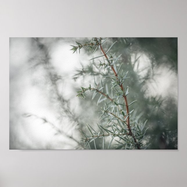 Juniper Nature Photo Poster (Framsidan)