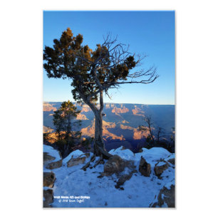 Juniper Träd i Snö vid soluppgången i Grand Canyon Fototryck