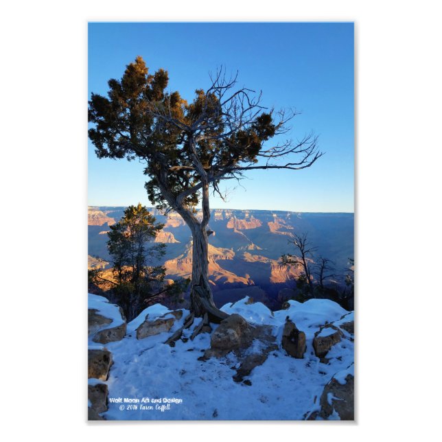 Juniper Träd i Snö vid soluppgången i Grand Canyon Fototryck (Framsidan)
