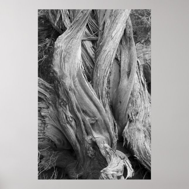 Juniper Trunk Poster (Framsidan)