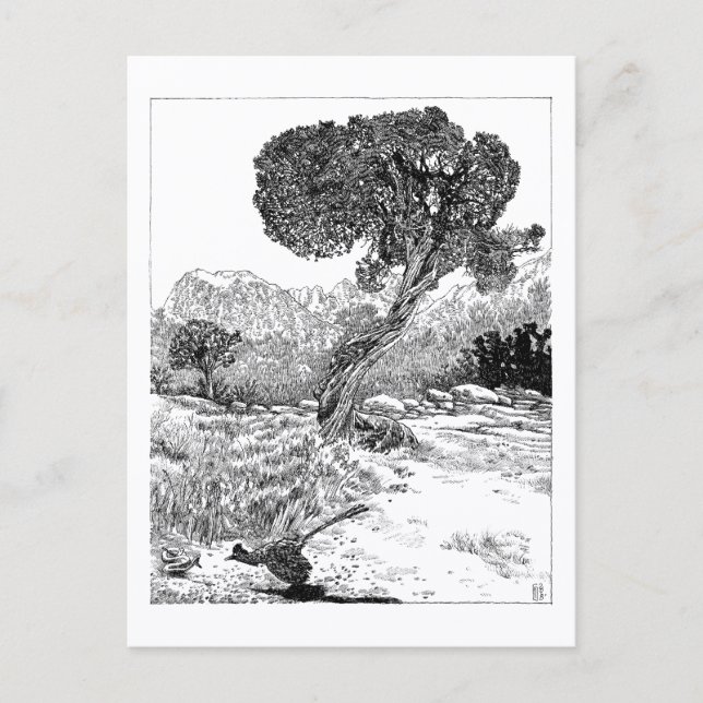 Juniper Valley Wilderness - vykort (Framsida)