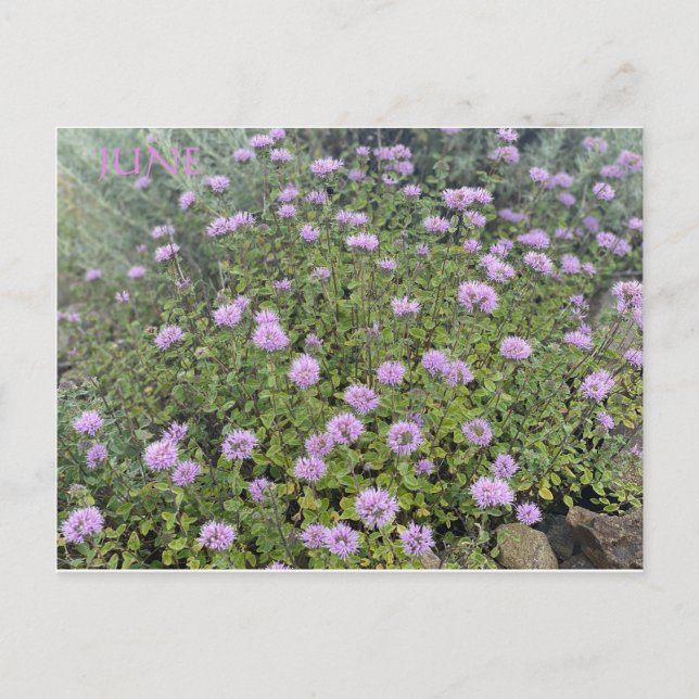 JUNIPOSTKORT VYKORT (Framsida)