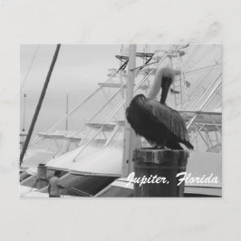 Jupiter, Florida Pelican-fotovykort Vykort