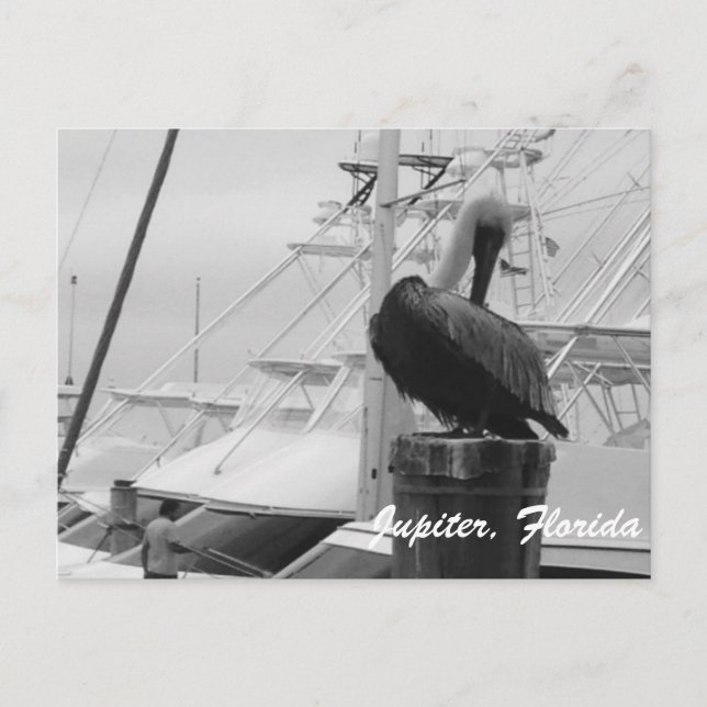 Jupiter, Florida Pelican-fotovykort Vykort (Framsida)
