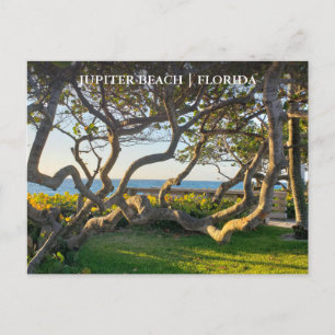Jupiter Florida Postcard Ocean and Sea Grapes Vykort