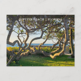 Jupiter Florida Postcard Ocean and Sea Grapes Vykort