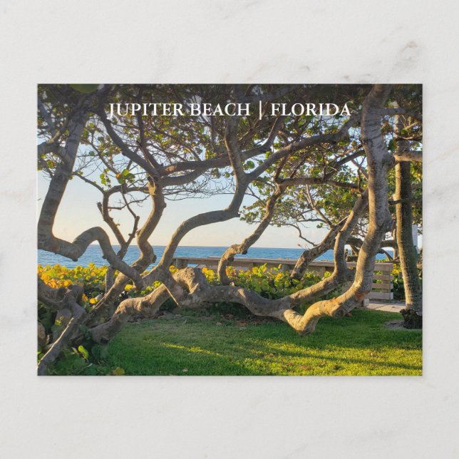 Jupiter Florida Postcard Ocean and Sea Grapes Vykort (Framsida)