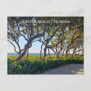 Jupiter Florida Postcard Ocean Pier and Sea Grapes Vykort